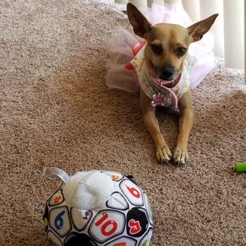 Happy Dog Basic Obedience - Trixie listened to her lay command - Pet Training Near Me - Fresno, California