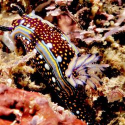 Banderas Scuba Republic - Tiny things are what make LOS ARCOS a Paradise in the ocean. Credit Deep June-July 2022. #Banderasscubarepublic