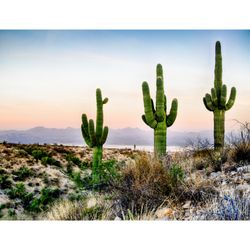 The Cactus Doctor