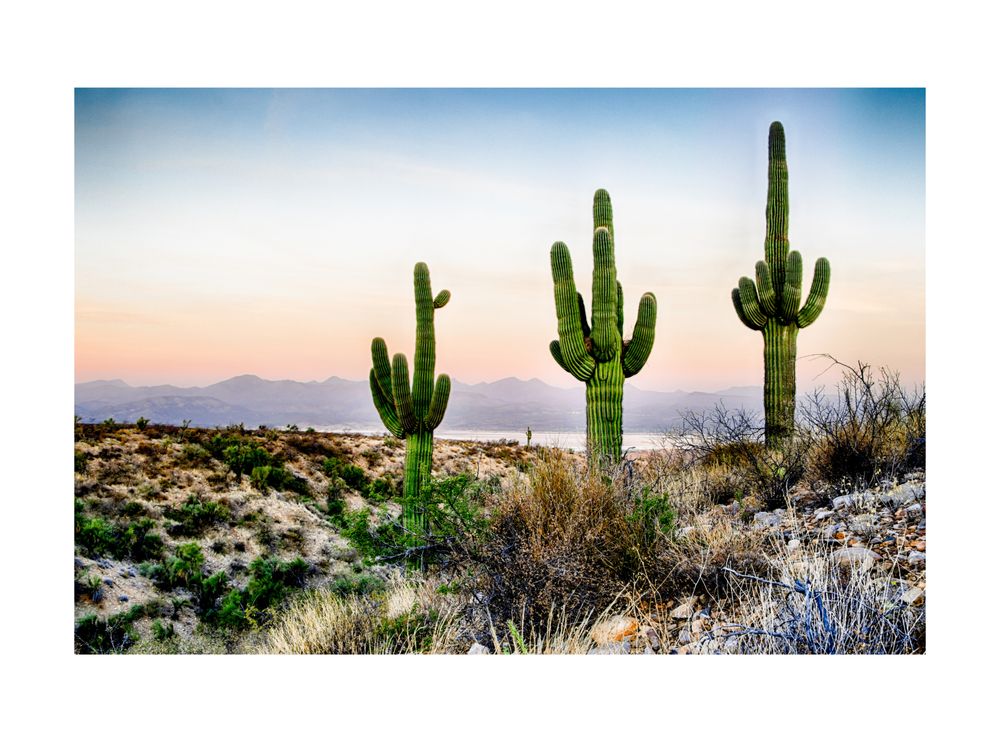 THE CACTUS DOCTOR 22 Photos & 15 Reviews 6433 S 32nd St, Phoenix