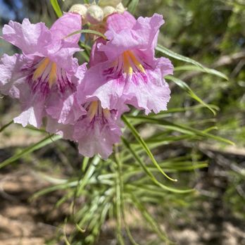 Conejo Valley Botanic Garden - Botanical Gardens Near Me - Thousand Oaks, California