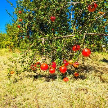 Wonder Fruit - Farms Near Me - Socorro, Texas