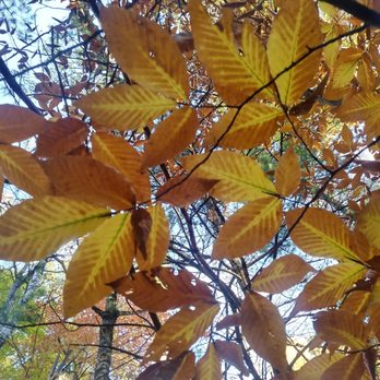 Manistee River Trail - Looking up at these leaves made my day - Hiking Near Me - Mesick, Michigan