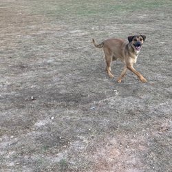 Sprayberry Dog Park - My dog at the dog park running around