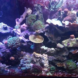 My reef tank @ my My reef tank @ my
