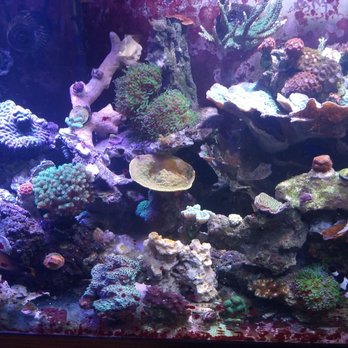 Aquariums Unlimited - My reef tank @ my - Aquarium Services Near Me - Virginia Beach, Virginia Aquariums Unlimited - My reef tank @ my - Aquarium Services Near Me - Virginia Beach, Virginia