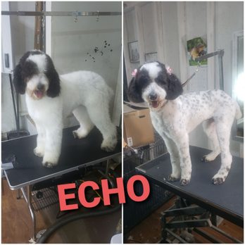 Grooming by Cholena - Pet Groomers Near Me Grooming by Cholena - Pet Groomers Near Me