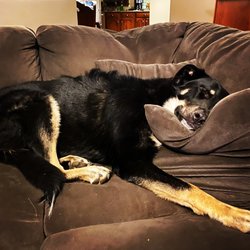 Happy Tails Doggie Daycare & Gym - Sleepy Pippa. Almost 100 pounds of "completely tuckered out". Happy Tails is her happy place.