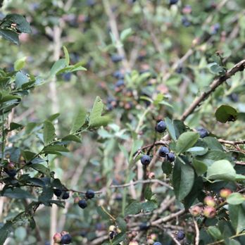Moorhead's Blueberry Farm - Pick Your Own Farms Near Me - Conroe, Texas Moorhead's Blueberry Farm - Pick Your Own Farms Near Me - Conroe, Texas