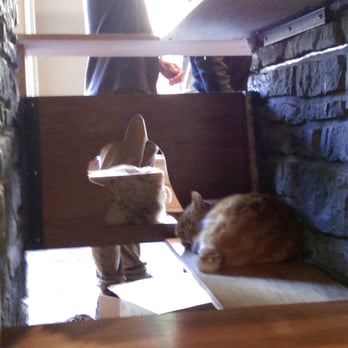 Seattle Meowtropolitan - Super sleepy - Themed Cafes Near Me - Seattle, Washington Seattle Meowtropolitan - Super sleepy - Themed Cafes Near Me - Seattle, Washington