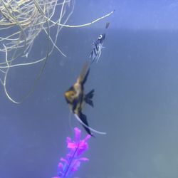 Fish Factory - Angelfish