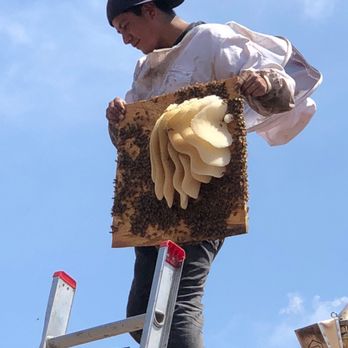 AA-Beekeeper - The bee whisperer!! - Pest Control Near Me