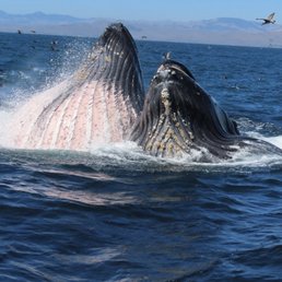Whale watching cruise was epic ~ we saw more than 30 whales that day!