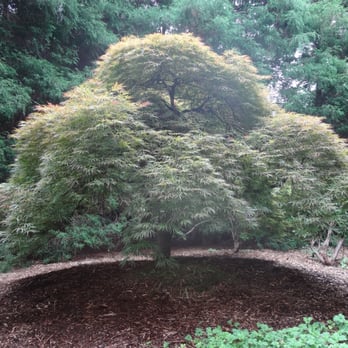 Champion Tree Care - Tree Services Near Me - Everett, Washington Champion Tree Care - Tree Services Near Me - Everett, Washington