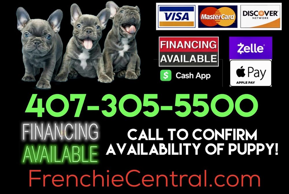 FRENCHIE CENTRAL Updated August 2024 10524 Moss Park Rd, Orlando, Florida Pet Stores