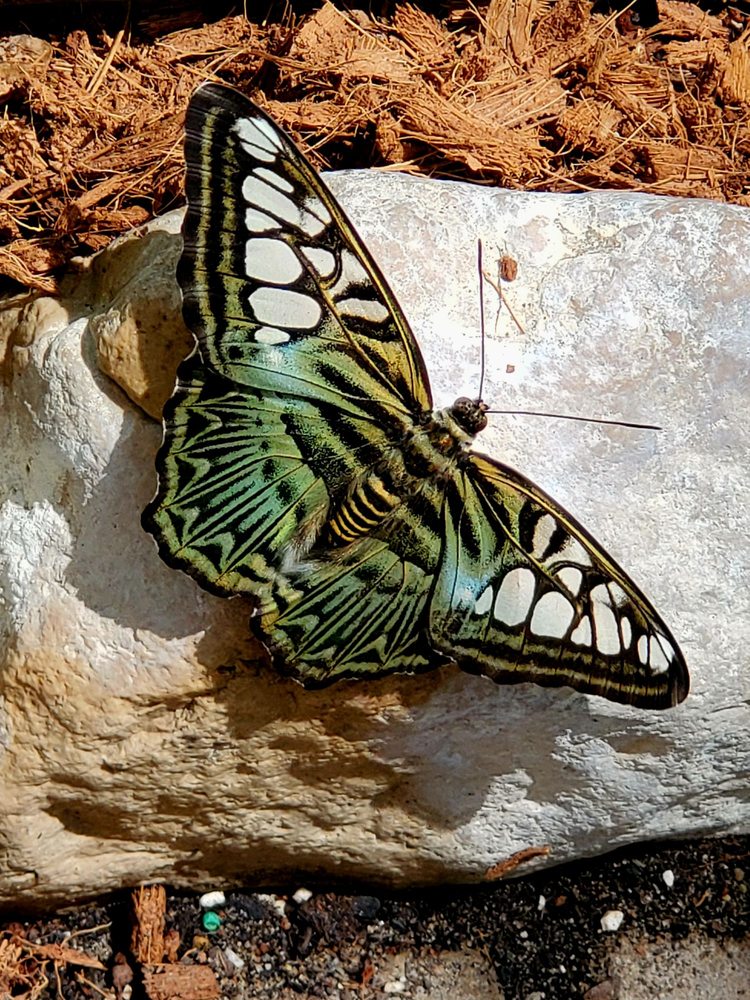 WINGS OF MACKINAC 51 Photos & 11 Reviews 7528 Carriage Road