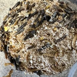 Rainbow Mealworms - Dead mealworms - Reptile Shops Near Me - Compton, California
