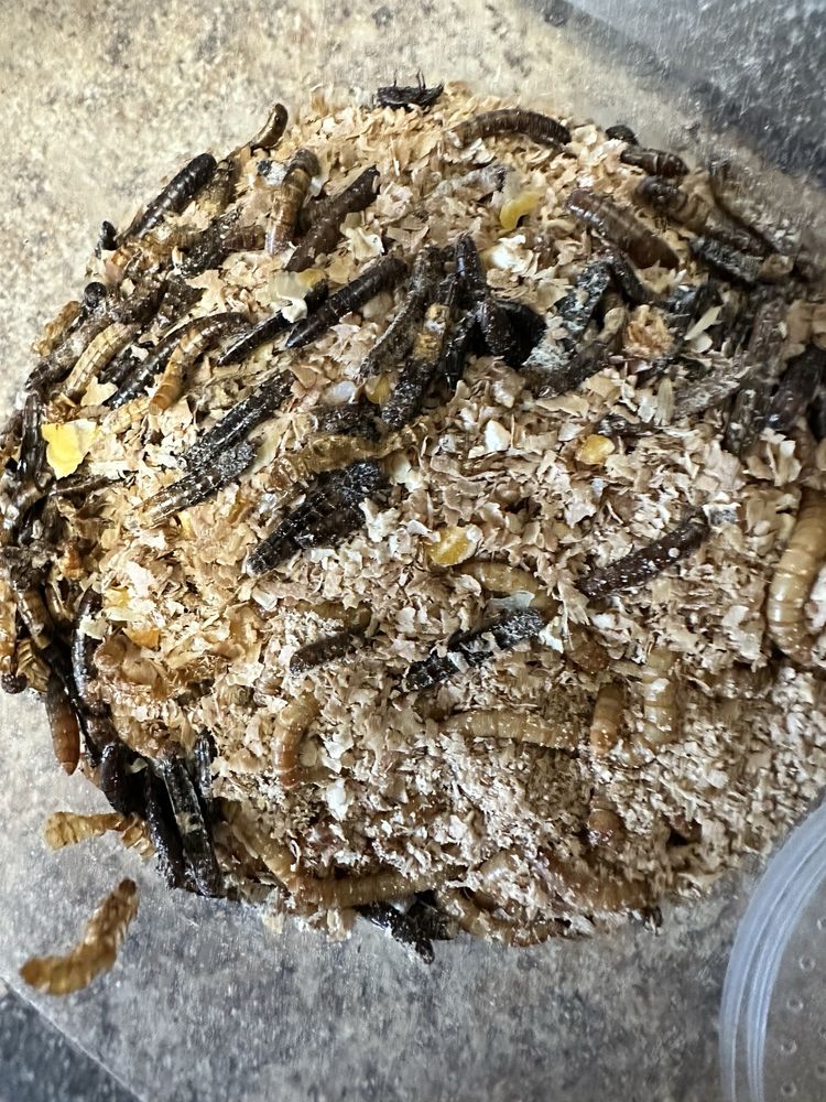 Rainbow Mealworms - insect farming in Compton, CA