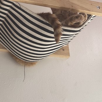 Pounce Cat Cafe - Themed Cafes Near Me - Savannah, Georgia Pounce Cat Cafe - Themed Cafes Near Me - Savannah, Georgia