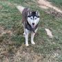 Friends of the Animal Shelter of Cocke County