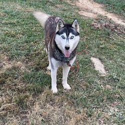 Friends of the Animal Shelter of Cocke County - I got this dog there. She's extremely wild, but very sweet. Shed a lot her name is sable