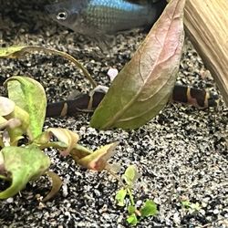 Blue Reef Aquatics - Little guy came right out!