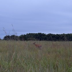 Quail Ridge Park - White Tailed Deer