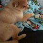 Photo of Arlene's Pet Spa