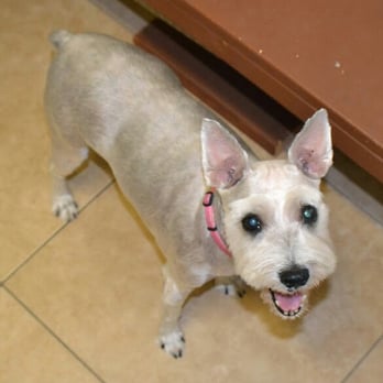 All Paws Pet Grooming - Pet Groomers Near Me - Poway, California