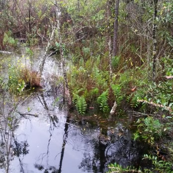 Tibet-Butler Preserve - Swamp area - Parks Near Me - Orlando, Florida Tibet-Butler Preserve - Swamp area - Parks Near Me - Orlando, Florida