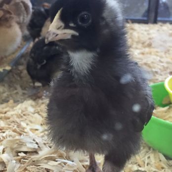 Whitie's Pets - Local Fish Stores Near Me - Fresno, California
