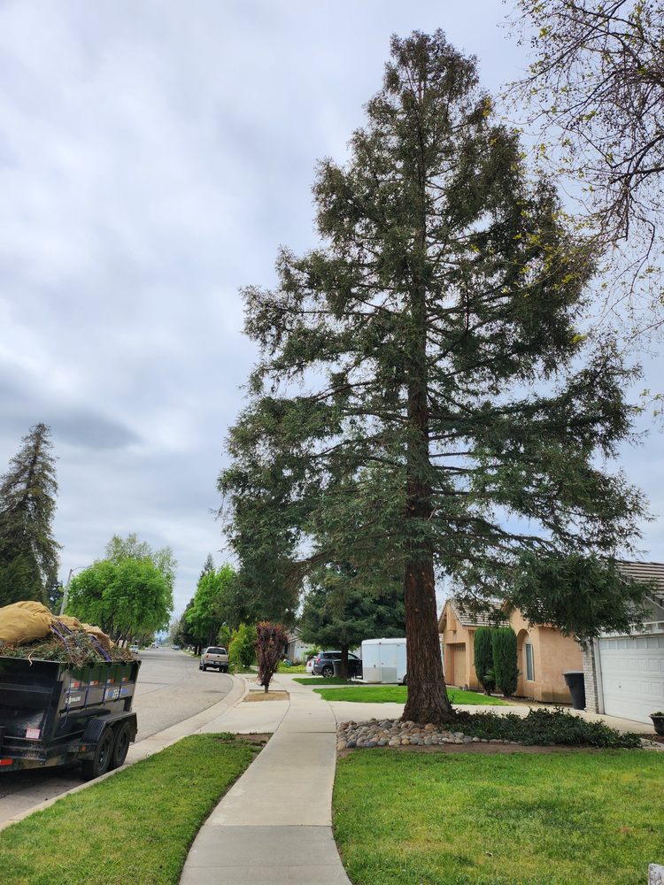 TELLEZ TREE SERVICE Visalia, California Tree Services Phone Number Yelp