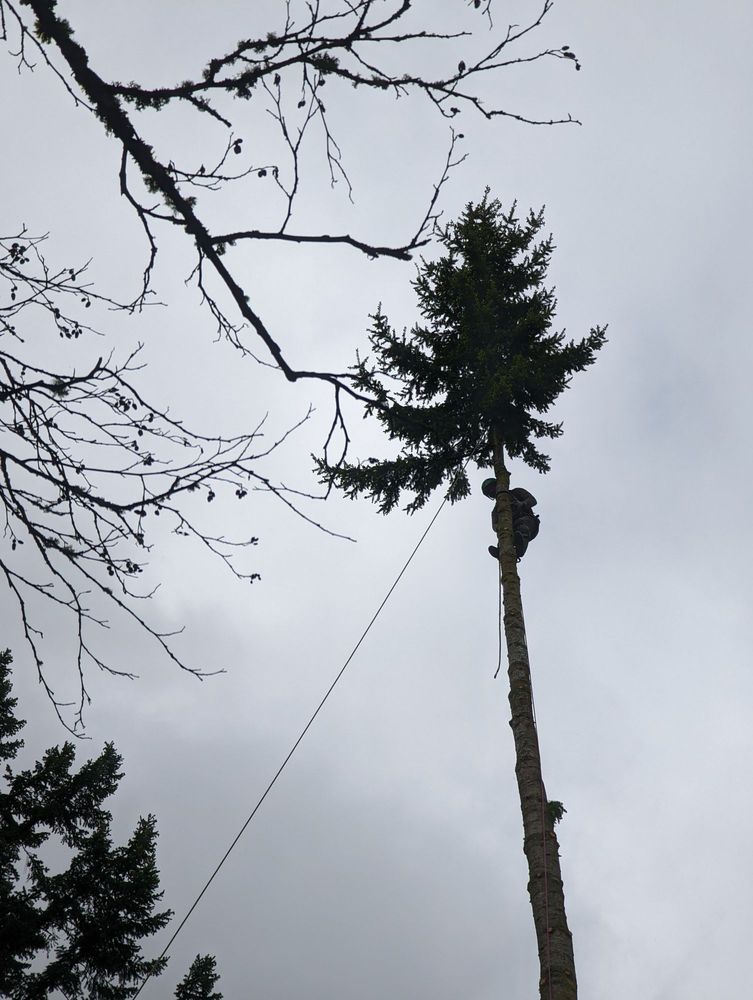 Andy's Tree Services - tree service in Sammamish, WA