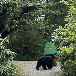 Black bears just passing through