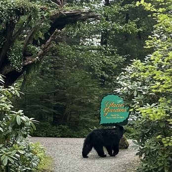 Glacier Gardens Rainforest Adventure - Black bears just passing through - Botanical Gardens Near Me - Juneau, Alaska