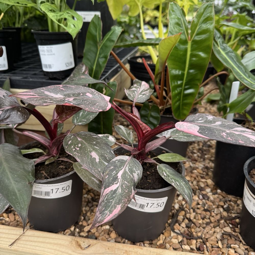 Green Acres Nursery & Supply - They even have pink princess! - Nurseries & Gardening Near Me - Melissa, Texas