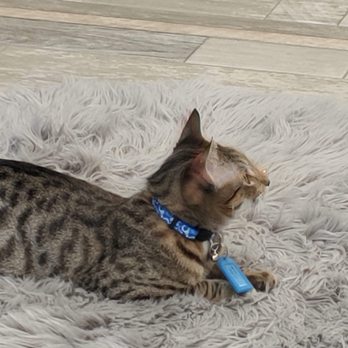 Meows Corner - This kitty was very energetic! - Pet Adoption Near Me - Sterling, Virginia