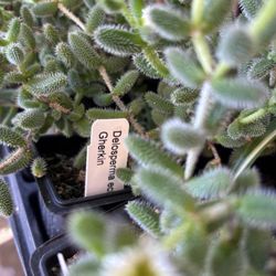 Pickle plant