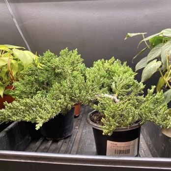 Found Things - Bonsai - Nurseries & Gardening Near Me - Syracuse, New York