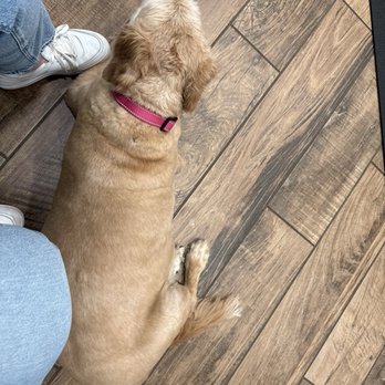General Booth Veterinary Hospital - In the exam room waiting calmly - Veterinarians Near Me - Virginia Beach, Virginia General Booth Veterinary Hospital - In the exam room waiting calmly - Veterinarians Near Me - Virginia Beach, Virginia