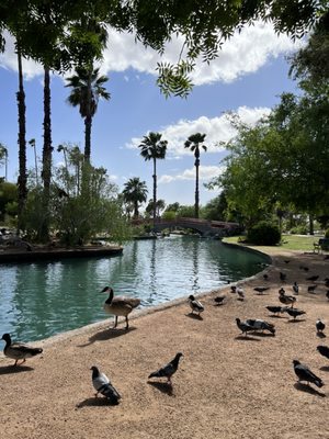 Encanto Park by null