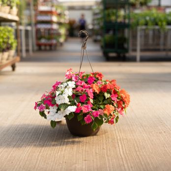 Bachman's Eden Prairie - Find impatiens and other hanging baskets to beautify your outdoor space. - Nurseries & Gardening Near Me - Eden Prairie, Minnesota Bachman's Eden Prairie - Find impatiens and other hanging baskets to beautify your outdoor space. - Nurseries & Gardening Near Me - Eden Prairie, Minnesota