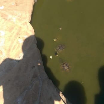 CSUN Pond - Turtles eating - Parks Near Me - Los Angeles, California CSUN Pond - Turtles eating - Parks Near Me - Los Angeles, California
