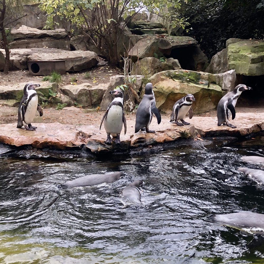 ZOO BERLIN - Penguins - Zoos Near Me - Berlin, BE ZOO BERLIN - Penguins - Zoos Near Me - Berlin, BE