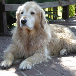 Gabriel's Ark Kennels - Our 12 year old Golden Retriever from Gabriel's Ark just out of the swimming pool... healthy & perfect all her life.
