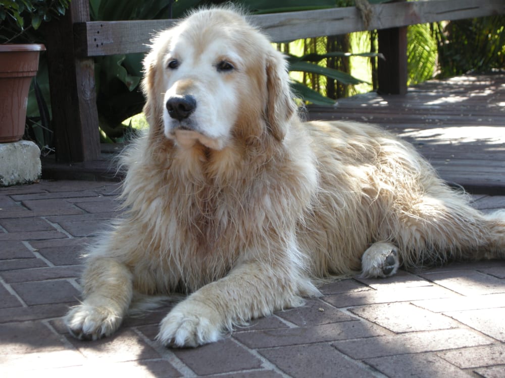 GABRIEL’S ARK KENNELS Updated June 2024 28391 Rollcrest Rd