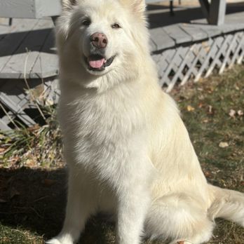 GoodVets Streeterville - Veterinarians Near Me - Chicago, Illinois
