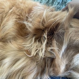 Does this look like a groomed dog? Horrible service Does this look like a groomed dog? Horrible service