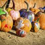 Mr Jack O' Lanterns Pumpkins