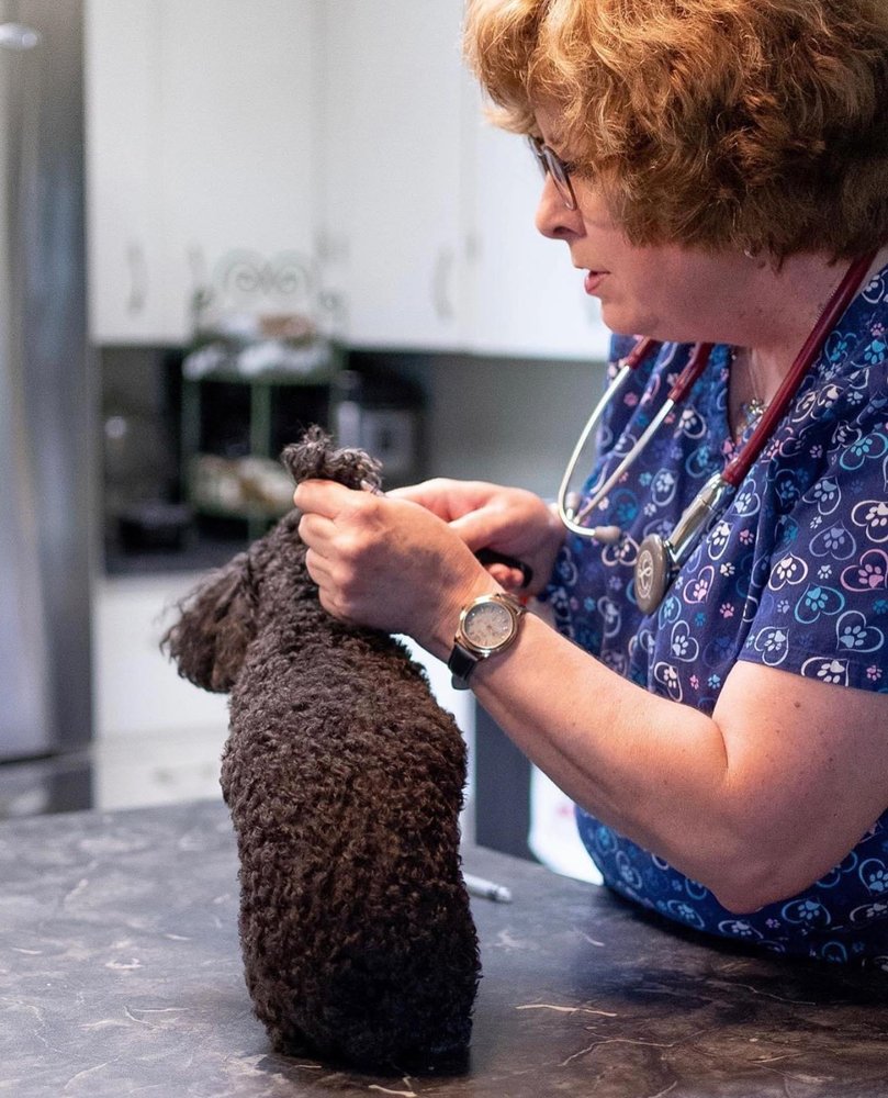 HEAL HOUSE CALL VETERINARIAN DR. REGINA WATTERS Updated June 2024